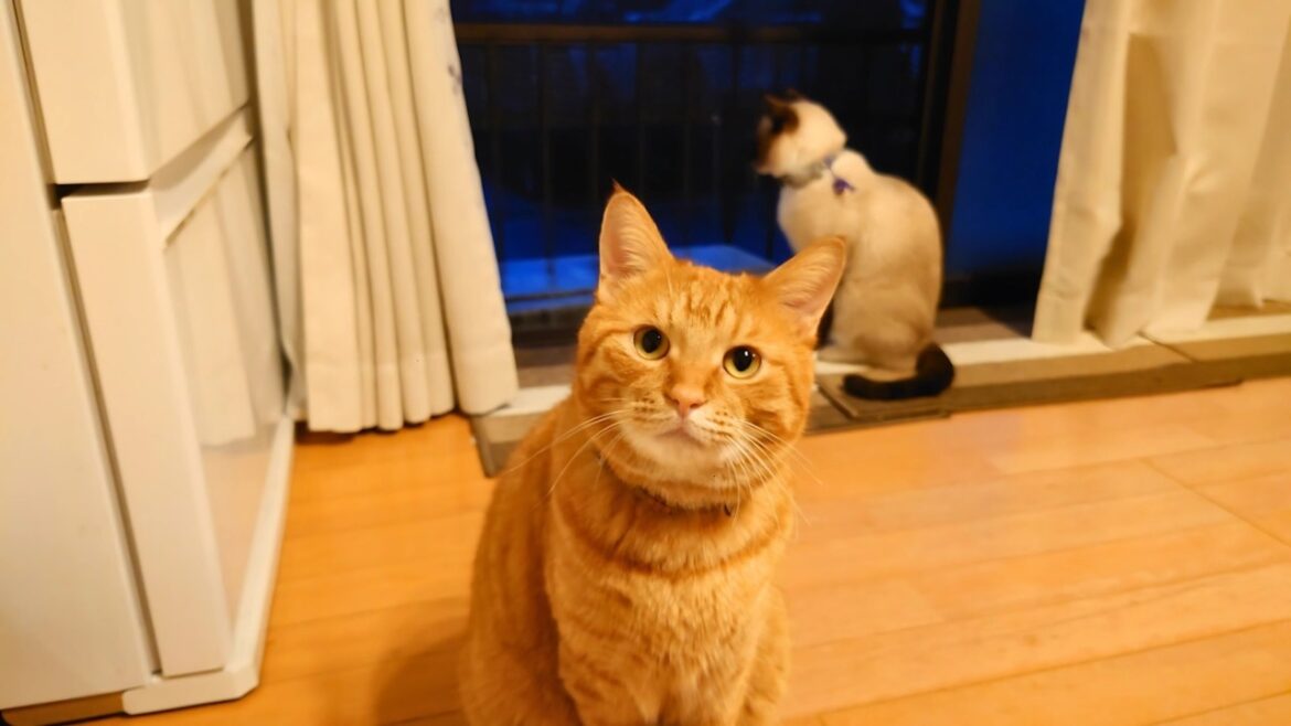 窓際で夕暮れを見つめる猫たち 窓際で夕暮れを見つめる猫たち