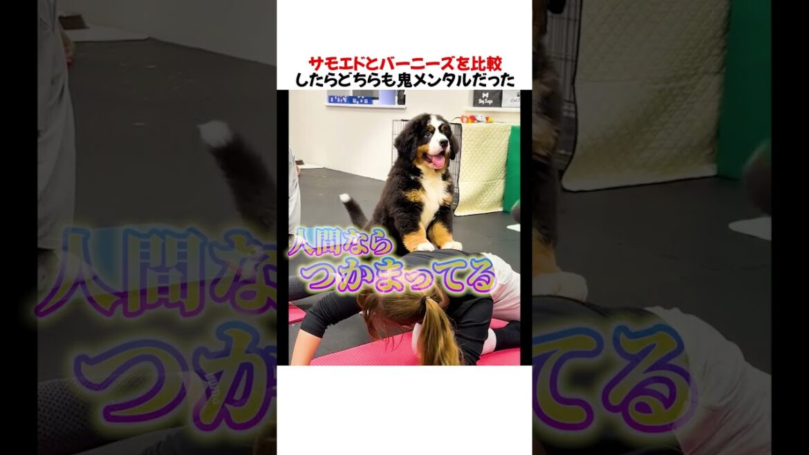 サモエドとバーニーズを比較したらどちらも鬼メンタルだったwwwww