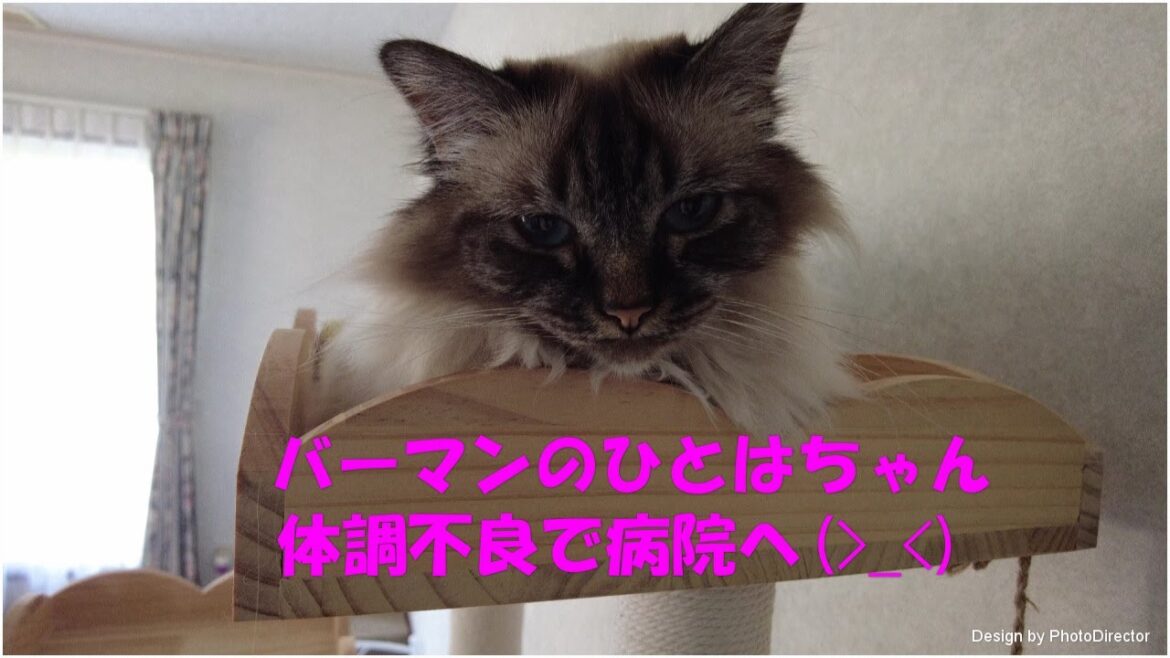 バーマンのひとはちゃん　体調不良で病院へ