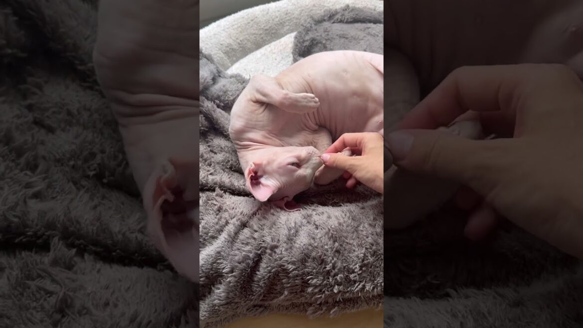 ママが近づくと喜ぶ毛のない猫【スフィンクス】