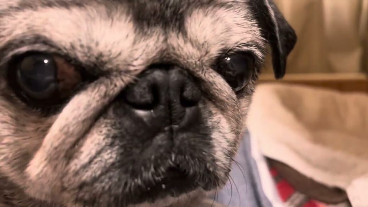 2025/9/14パグのマリアさん。Pug Maria. 2025/9/14パグのマリアさん。Pug Maria.