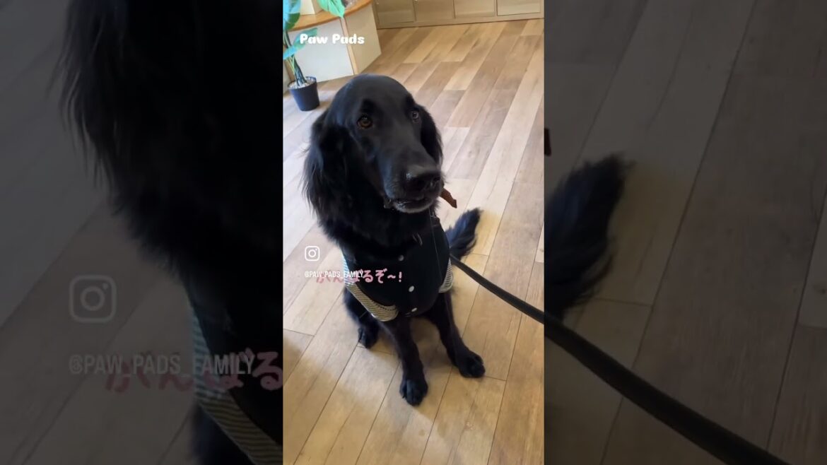 ヴィオラくんご来店😍 #フラットコーテッドレトリバー #無添加おやつ #かわいい犬