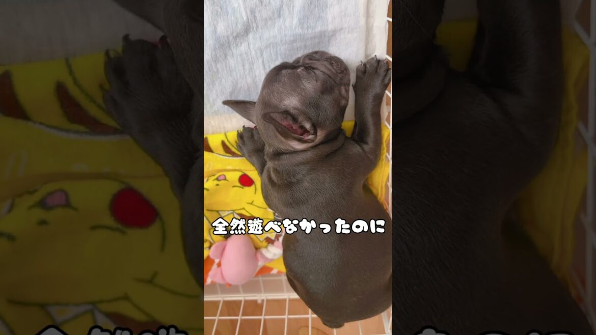#フレブル兄弟の日常 #フレンチブルドッグ #shorts #frenchbulldog #dog