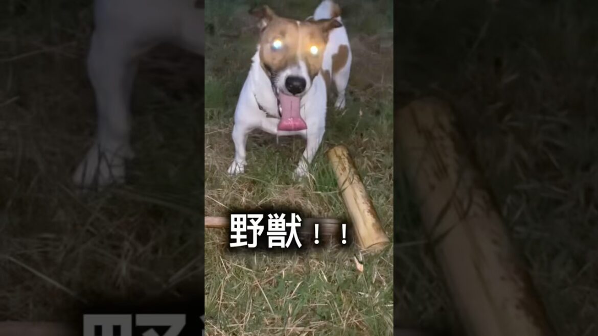 #jackrussellterrier #ジャックラッセルテリア #いぬ #野獣
