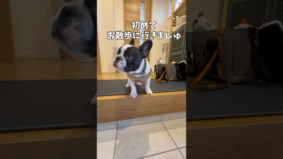 お散歩デビューの前に段差が怖かったフレブルパピー💦#フレブル7兄弟#フレンチブルドッグ #フレブルパピー#frenchbulldog #frebull #shortsvideo #shorts
