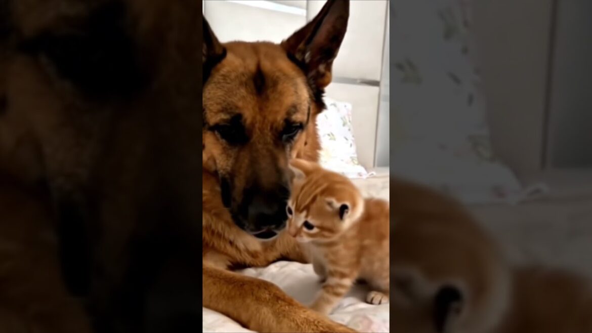 The amazing tenderness of a German Shepherd is something that many people lack. #pets The amazing tenderness of a German Shepherd is something that many people lack. #pets