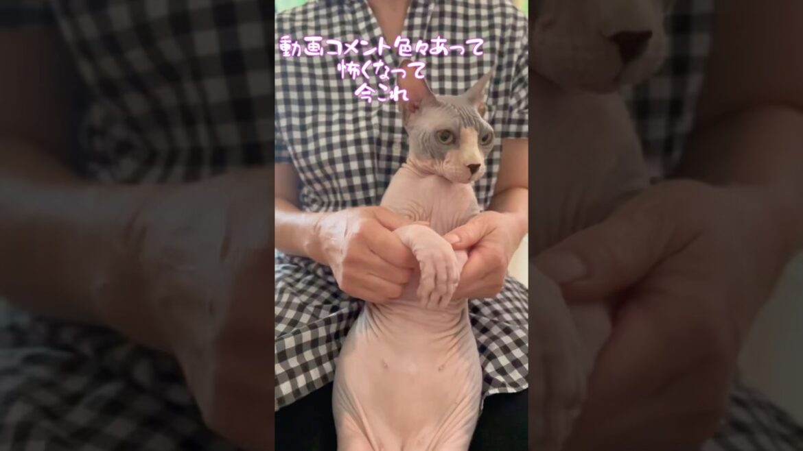 スフィンクス猫チャイ動画のコメント返してら怖くなって今これ😂#shorts #cat #猫 #sphynx #猫のいる暮らし