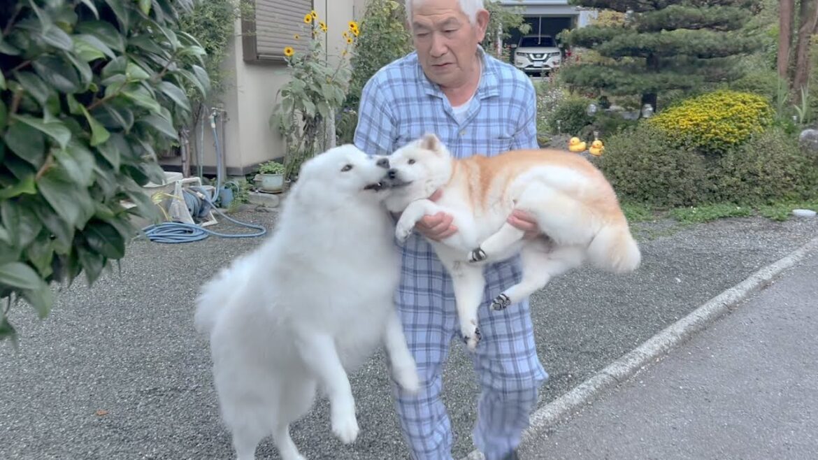 大御所16歳柴犬、愛弟子を連れての優雅すぎるお散歩ルーティン 大御所16歳柴犬、愛弟子を連れての優雅すぎるお散歩ルーティン