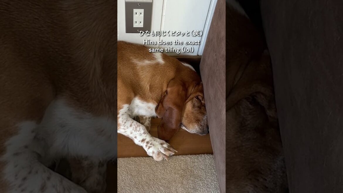 バセットハウンド姉妹、ソファの角でピッタリ寝る姿が可愛すぎる💤　Basset Hound Sisters Napping in the Couch Corner 🛋️