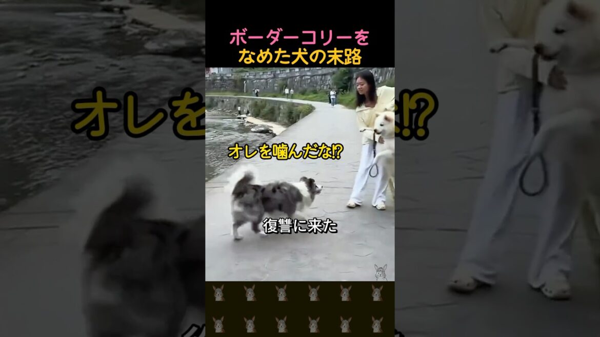 ボーダーコリーをなめた犬の末路