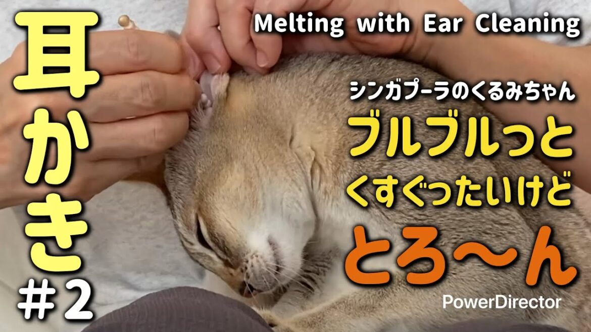 ASMR猫のとろける耳かきタイム🎧🐈‍⬛ ASMR Cat Kurumi’s Melting Ear Cleaning Moment ✨👂