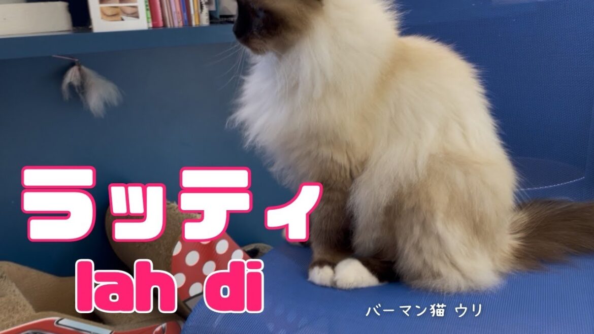 バーマン猫ウリ【ラッティ】lah di（バーマン猫）Birman/Cat