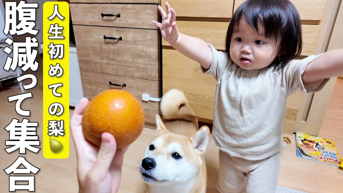 生まれて初めて梨を食べた2歳児と柴犬の反応が可愛すぎましたw