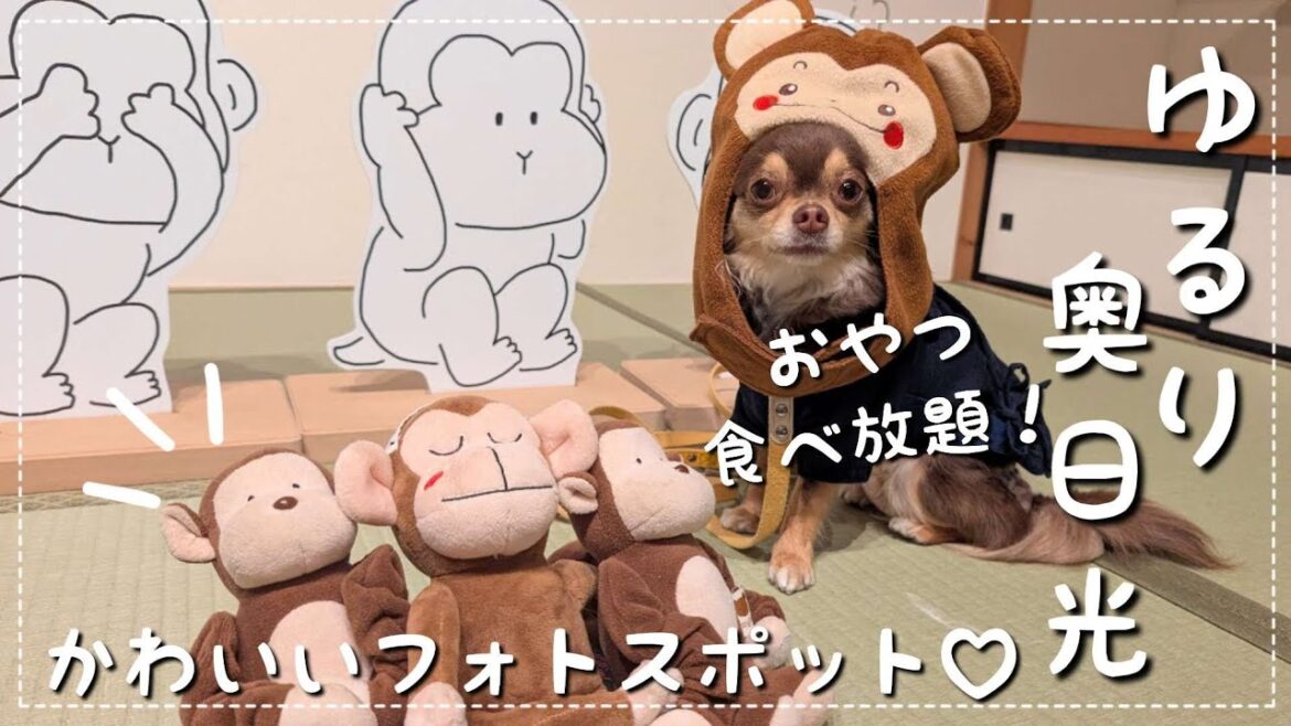 【愛犬と旅行Vlog 後編】わんこも飼い主も楽しすぎる!わんこと泊まれる温泉旅館♨️ゆるり奥日光を大満喫!【チワワ】【チョコタン】 【愛犬と旅行Vlog 後編】わんこも飼い主も楽しすぎる!わんこと泊まれる温泉旅館♨️ゆるり奥日光を大満喫!【チワワ】【チョコタン】