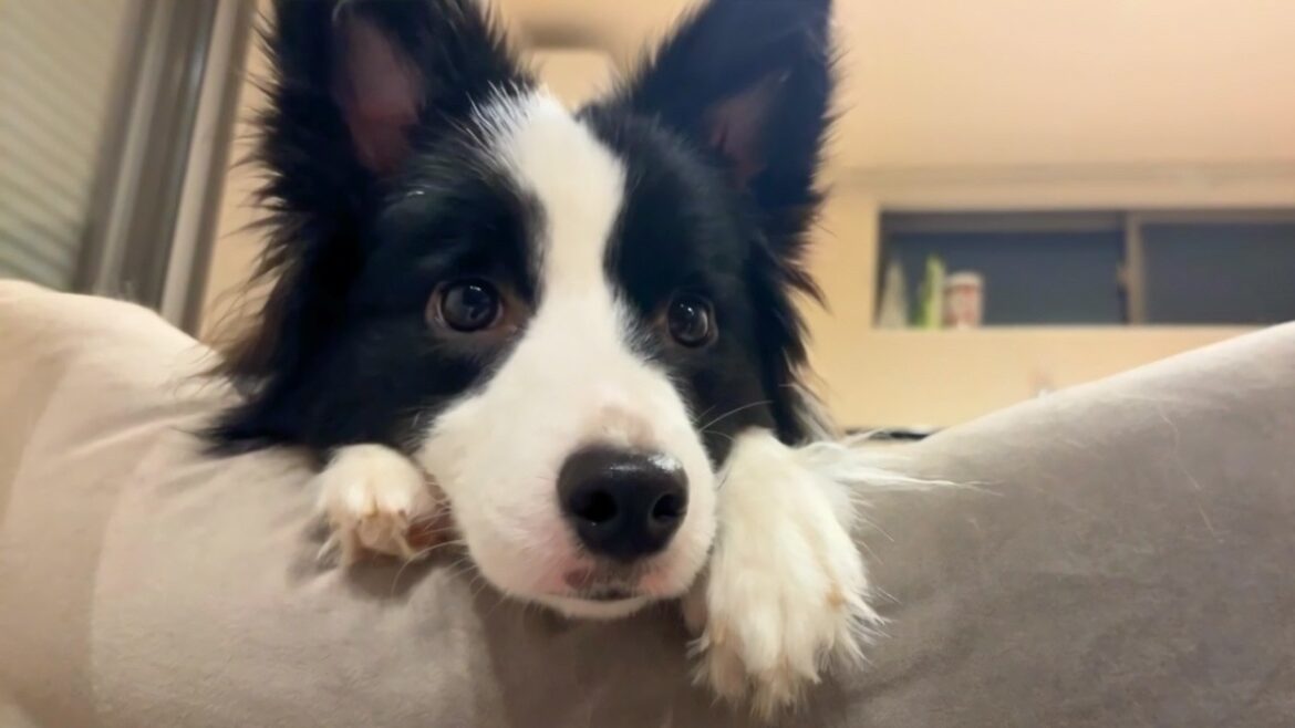 新しいモノに釘付けになる犬が可愛すぎる！【ボーダーコリー】