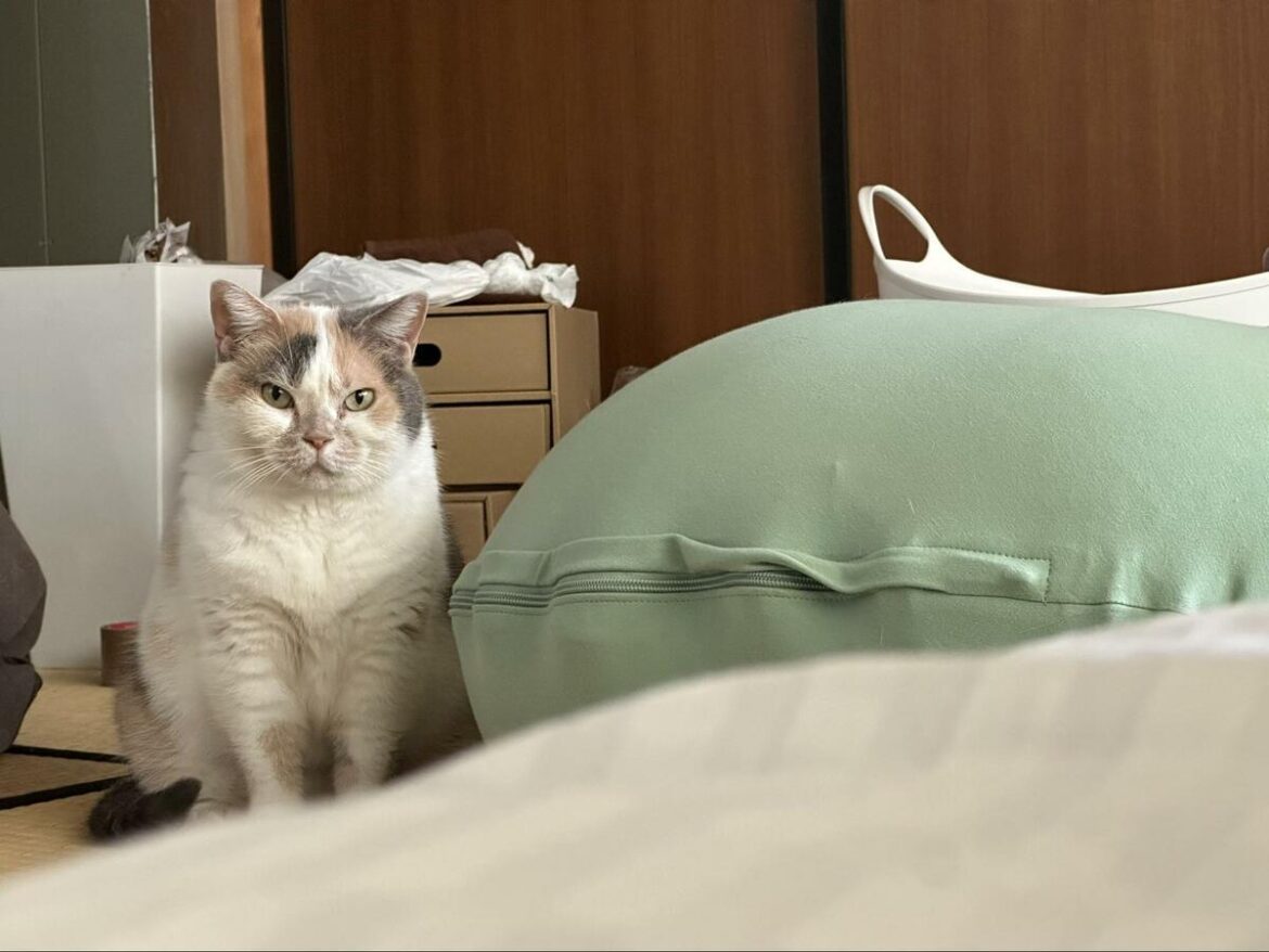 飼い主が猫に差し出した「謎の丸い物体」　まさかの正体に驚きの声 | LIMO | くらしとお金の経済メディア