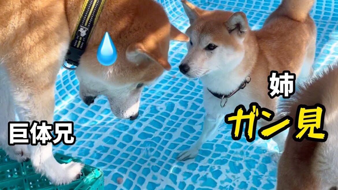 オヤツ守って動けない…水中でフリーズする柴犬の女の子がかわいい オヤツ守って動けない…水中でフリーズする柴犬の女の子がかわいい