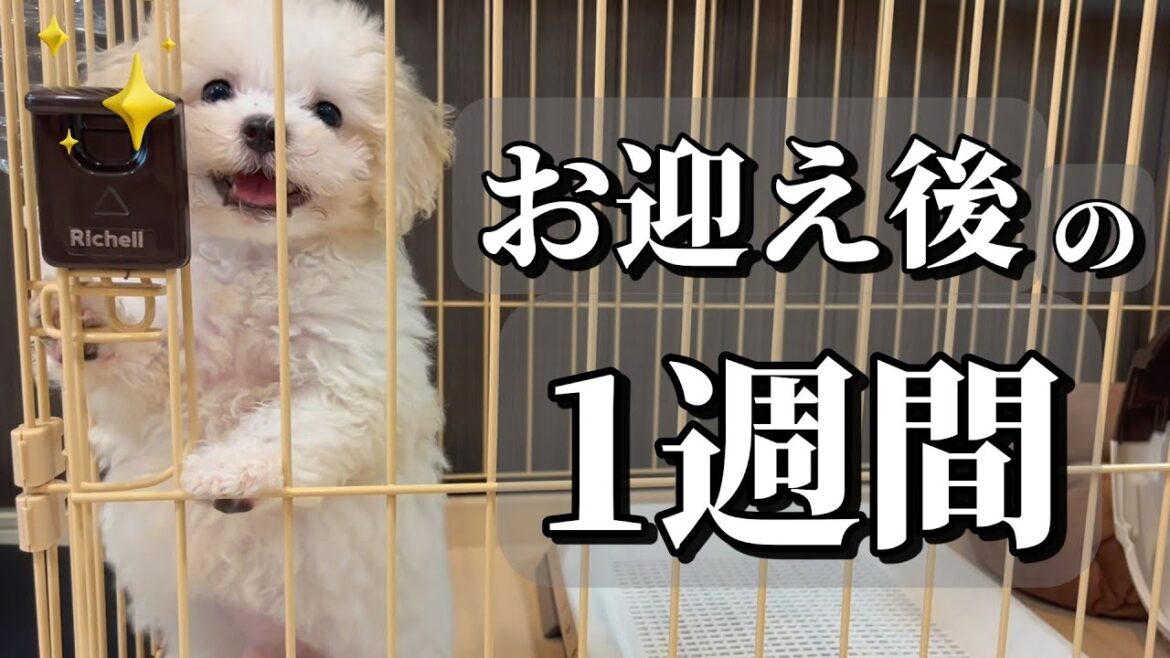 【子犬お迎え】生後68日のビションフリーゼ子犬お迎え後のリアルな1週間。【多頭飼い】