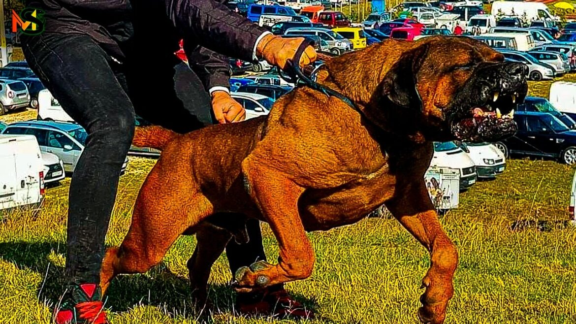 8 RAZAS DE PERROS tan peligrosas que han sido PROHIBIDAS por ley
