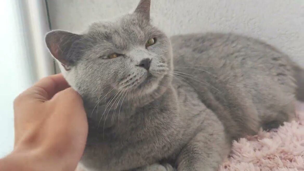 British shorthair cat kitten | Mr. Silver #britishshorthair #britishcat