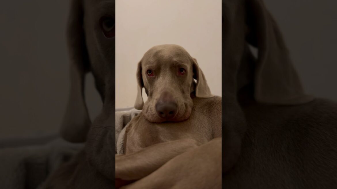 睡魔と戦う愛犬#大型犬 #ワイマラナー