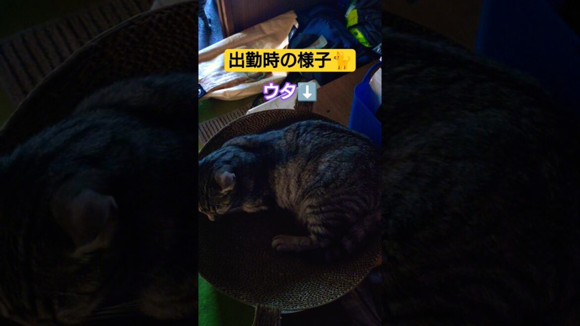 朝の出勤時の様子#cat #ねこ #猫のいる暮らし #ねこのいる生活 #いやし