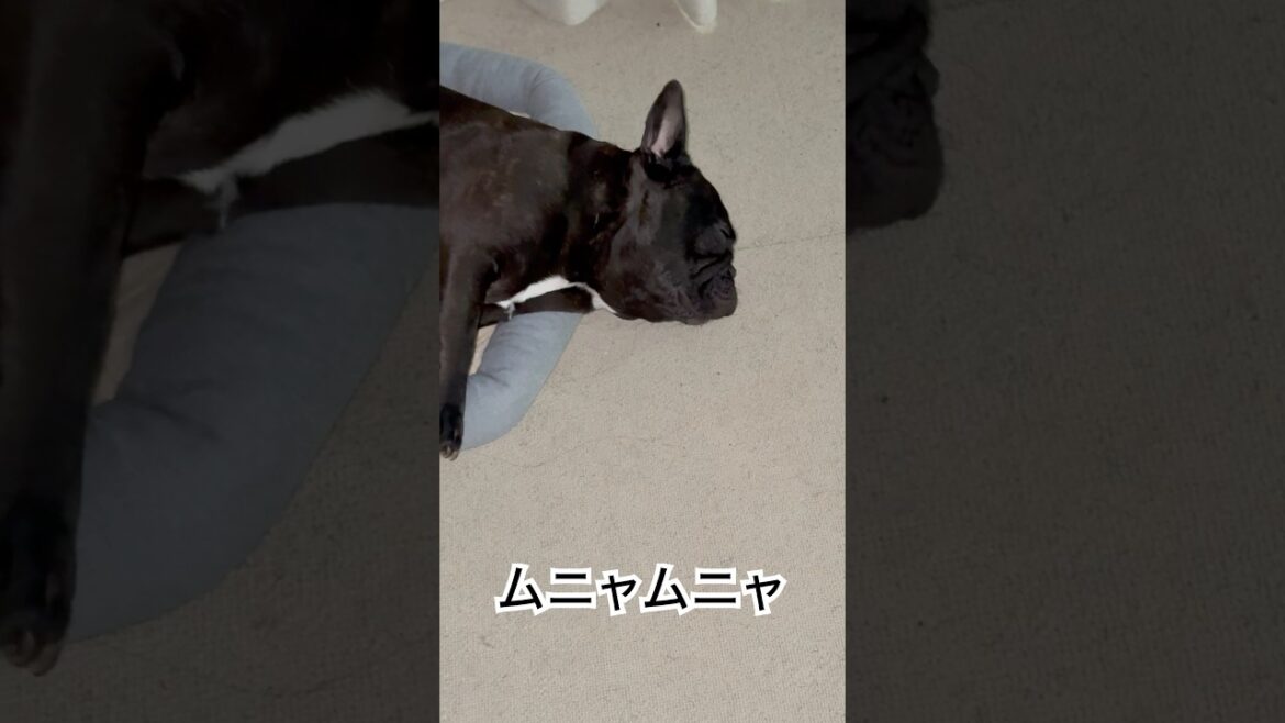 【今朝の凛さん】朝寝坊のフレンチブルドッグ🐶#frenchie #frenchbulldog #frenchbulldoglife #shorts 【今朝の凛さん】朝寝坊のフレンチブルドッグ🐶#frenchie #frenchbulldog #frenchbulldoglife #shorts
