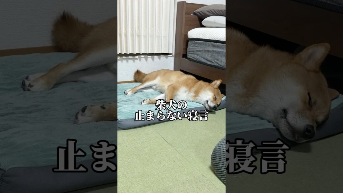 お腹ぷるぷるしぬwww #柴犬 #shorts