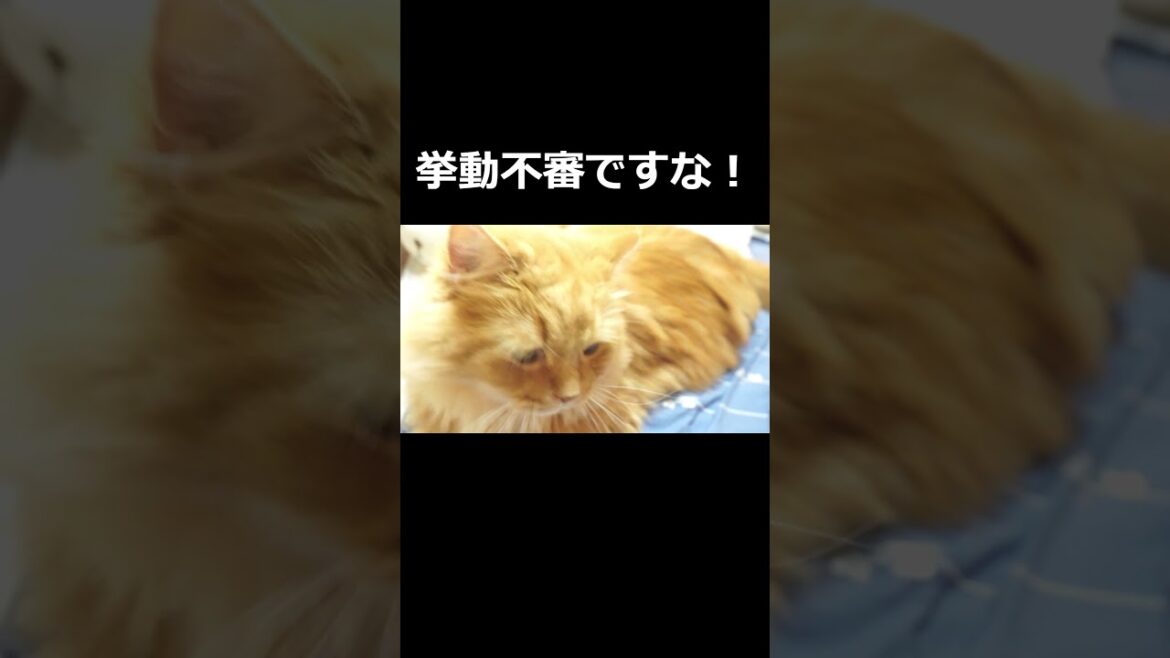 【猫】ネコは飼い主の物を隠す！#ねこ #ラガマフィン #猫のいる生活 #猫のいる暮らし #ねこあるある #ねこすく #ねこまる #まるすく