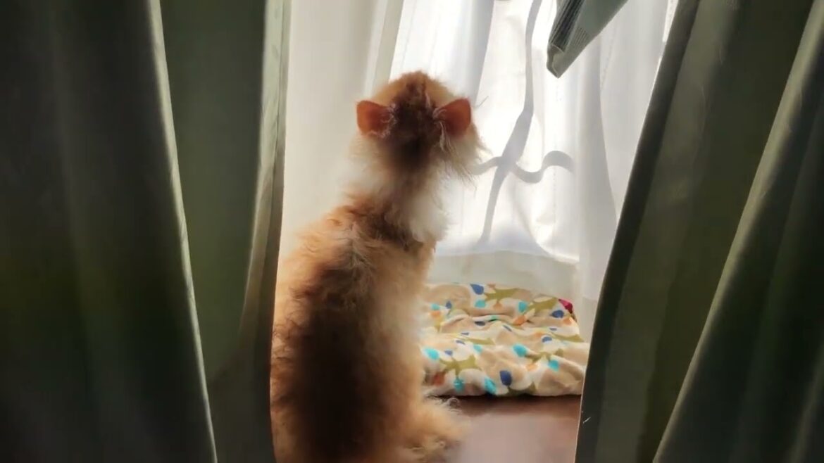 The Moment Kai Became A Meme ! 何かに反応するカイ!🩷🧡😸😻👍 The Moment Kai Became A Meme ! 何かに反応するカイ!🩷🧡😸😻👍