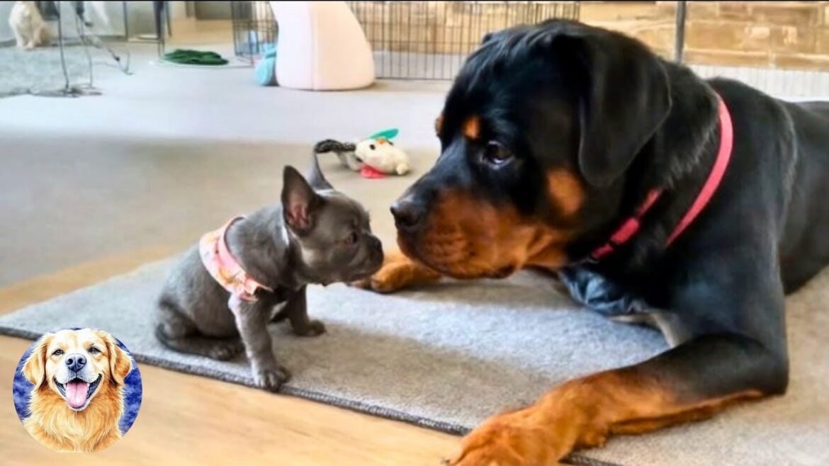 小さな子犬に対するロットワイラーの反応はあなたの心を溶かします