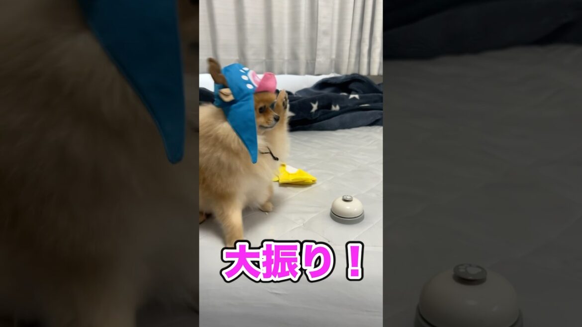 振りかぶってベルを鳴らすチョッパーポメラニアン🤩🤩🤩