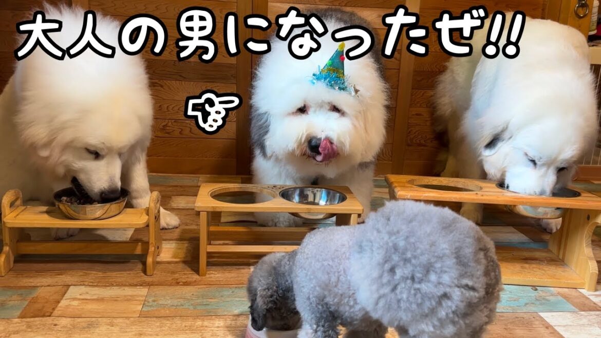 【ついに…】いたずらっ子でずっと叱られてた我が家の永遠の末っ子が２歳になりました♡｜グレートピレニーズ&オールドイングリッシュシープドッグ&トイプードル