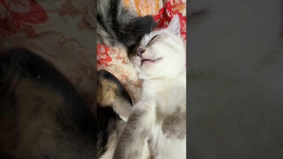 シャムの子ネコ雫、遊び疲れ、キジシロのルルの元へ。その後、黒猫くーに寄り添う子ネコ２匹たちの元へ割り込む