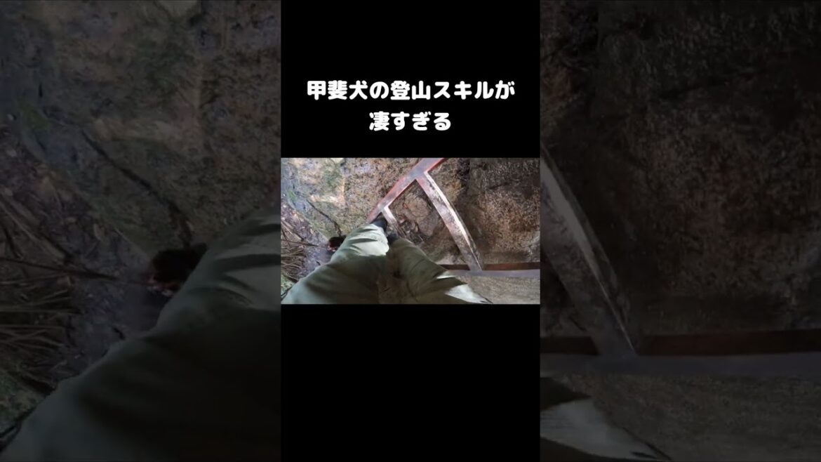 甲斐犬の山登りスキルがヤバすぎてこうなった・・・　#日本犬 #甲斐犬 #山登り