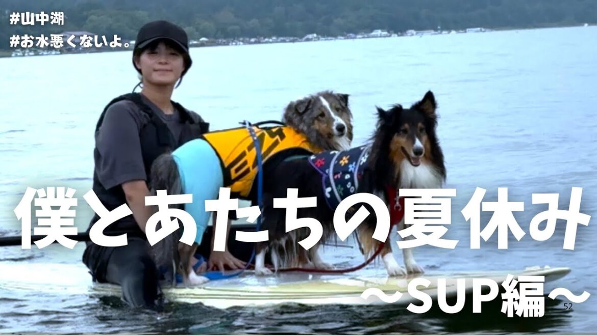 夏といえばSUPでしょ！山中湖でまさかの展開に....【山中湖】【シェットランドシープドッグ】【シェルティ】【多頭飼い】