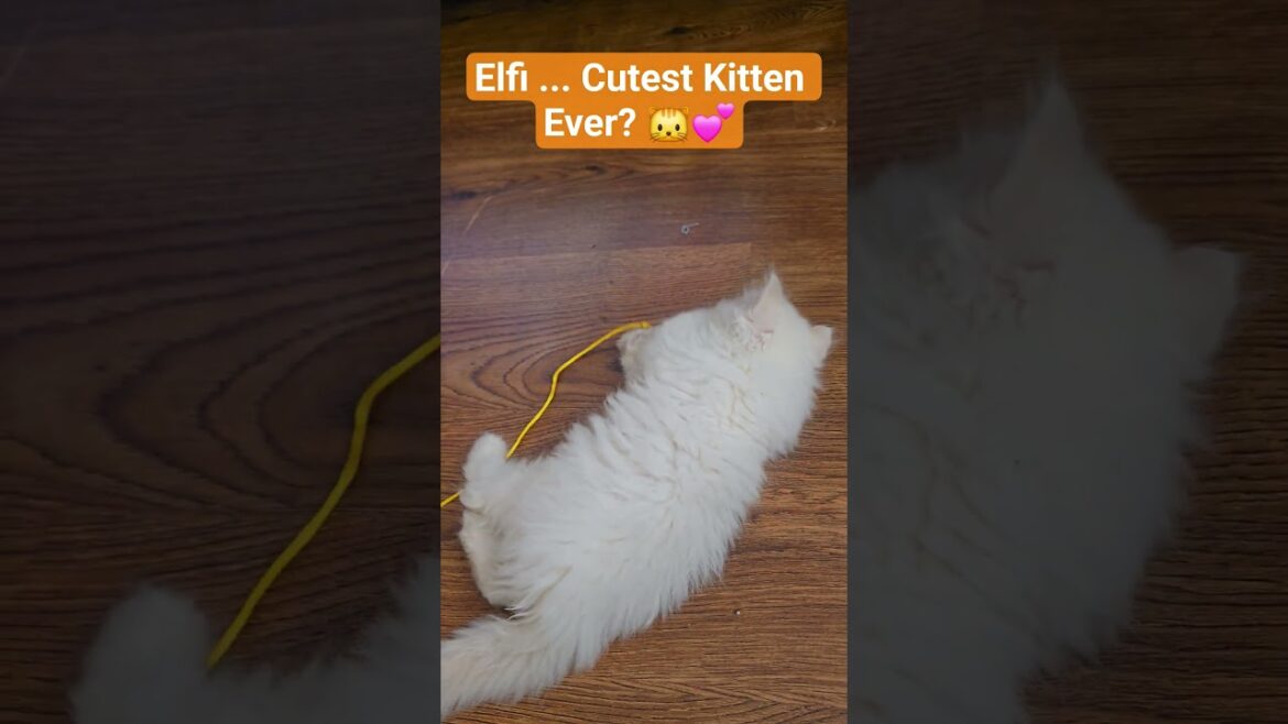 Baby cat Elfi Playing for the First Time 😻