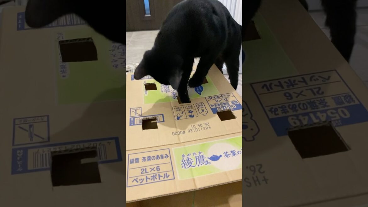 もぐらたたき黒猫　#ボンベイ #子猫 #cat #bombay #猫のいる暮らし #猫好きさんと繋がりたい #ねこのいる生活 #ねこ動画 #おもちゃ #手作り #ゲーム #かわいい #癒やし #ねこ