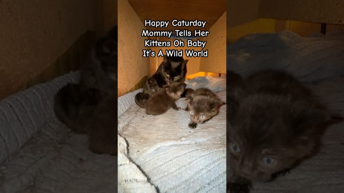 ママが子猫たちに「オー、ベイビー、ここはワイルドな世界よ！」って言う。#kittens #kittenlove #caturday #classicrock