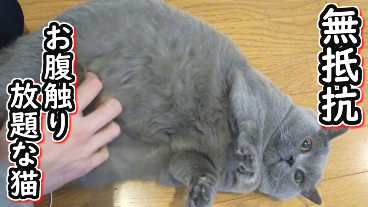 【保護猫】お腹触り放題の無抵抗ネコ【ブリティッシュショートヘア】