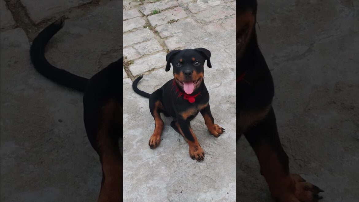 #short rottweiler attack position #viral # trending #petshub #pets #rottweiler