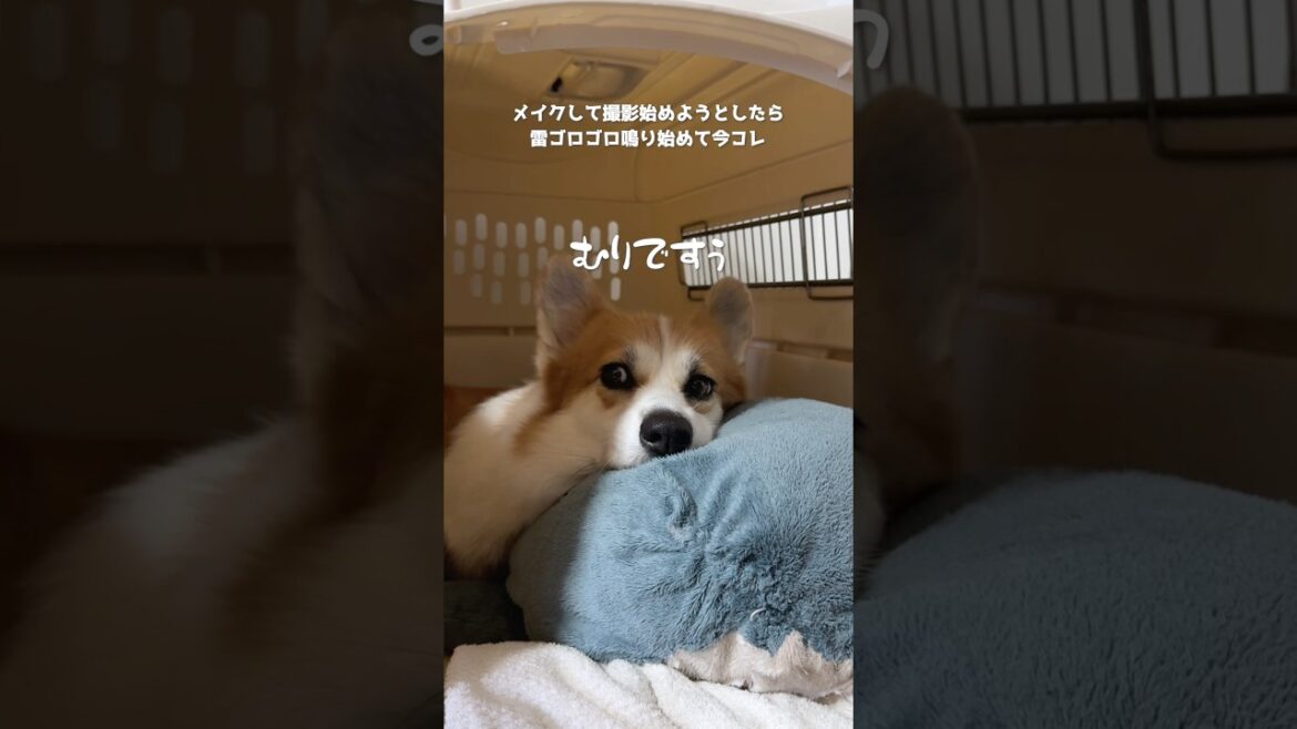 突然の雷雨で今コレ🐕⚡️ #コーギー #犬のいる生活 #tiktoktrend