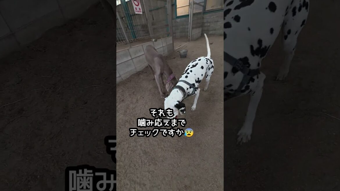 なんか…そっちの方が良さそうワン😳#shorts#ドッグラン #ワイマラナー