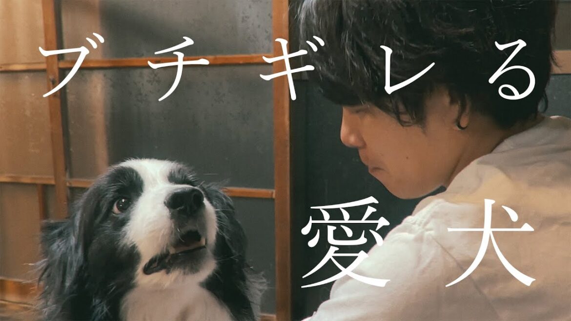 なぜかパパにだけブチギレるボーダーコリー