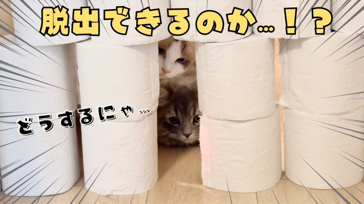【子猫の挑戦】ラグドールとサイベリアンの猫姉妹がトイレットペーパーチャレンジ！|あたち日記#24