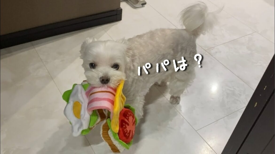 大好きなパパの姿が無い！と探し回る犬