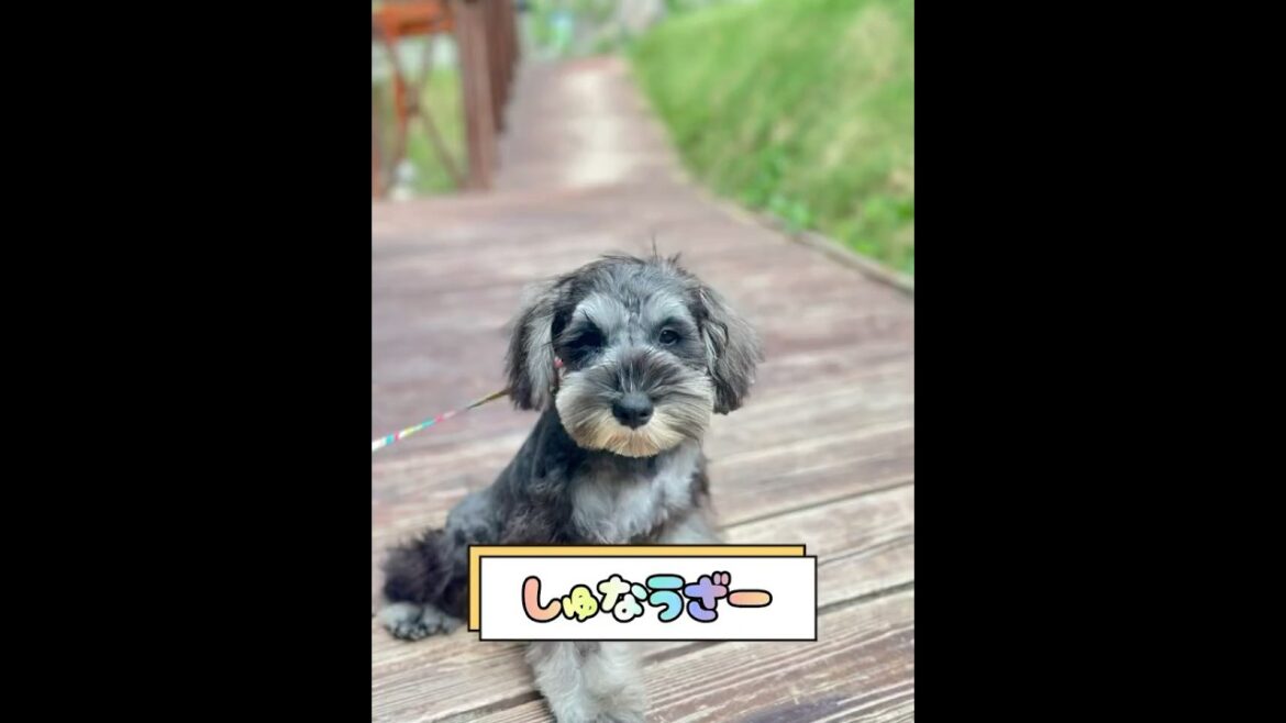 【子犬情報】ミニチュアシュナウザー 女の子 ソルト&ペッパー 山口県周防大島/ふれ愛どうぶつ村 【子犬情報】ミニチュアシュナウザー 女の子 ソルト&ペッパー 山口県周防大島/ふれ愛どうぶつ村