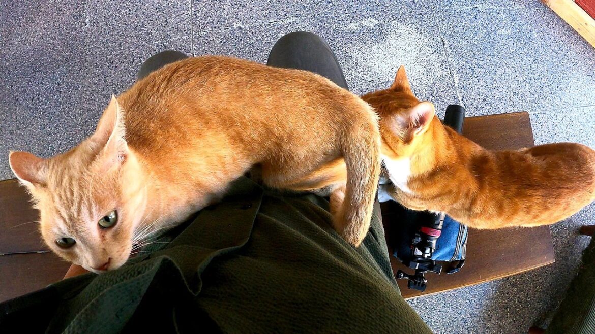 出張先でCSセンターに寄ったら猫がうじゃうじゃ寄って来て離れなくなった🐅