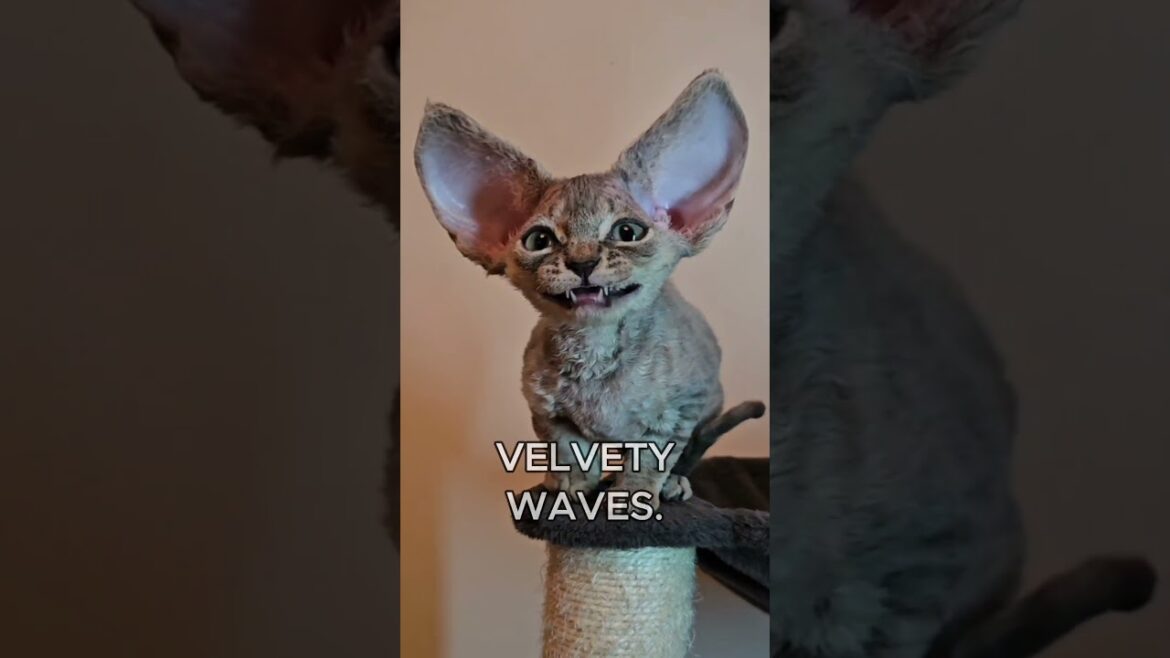 The Best Curly Cats #devonrex #selkirkrex #cornishrex #curlyhair #funnycats #catbreed #catfacts