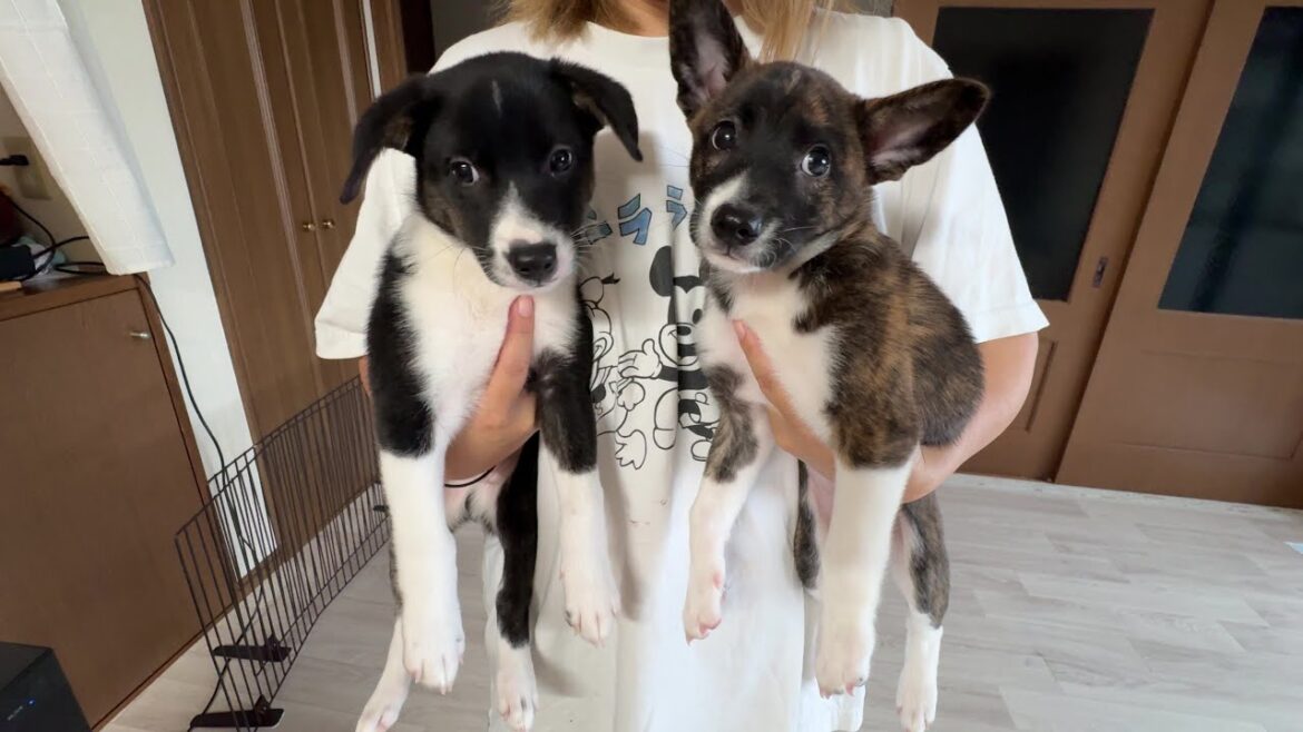 子犬２匹が我が家を（仮）卒業する事になりました、、、